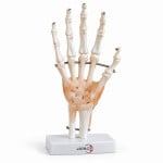 Hand Joint With Ligaments Life Size